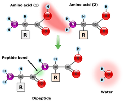 Peptide bond formation between two amino acids