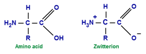 Amino acid and zwitterion forms
