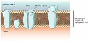 Diagram of protein channel in cell membrane