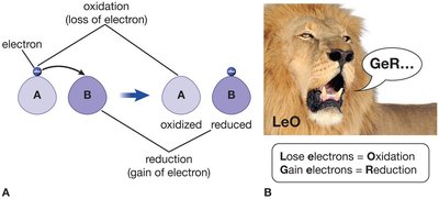 LEO the lion says GER mnemonic for redox reactions