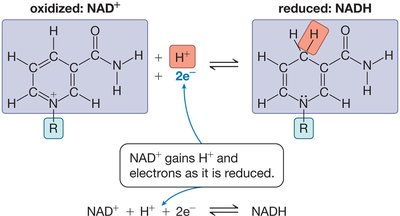 NAD+ and NADH in biological redox reactions