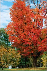 Tree with leaves changing color as an indicator of chemical reactions