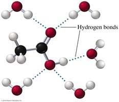 Hydrogen bonding between acetic acid and water