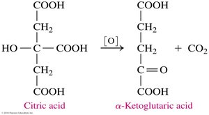 Further steps in the citric acid cycle