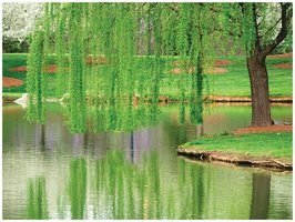 Esterification reaction