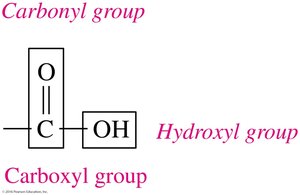Carboxyl, carbonyl, and hydroxyl group structure
