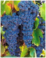 Grapes containing esters
