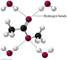 Hydrogen bonding between ester and water