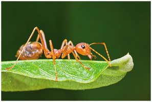Ant producing formic acid