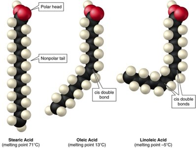 Packing of saturated vs. unsaturated fatty acids