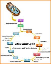 Citric Acid Cycle diagram