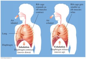 Inhalation and Exhalation