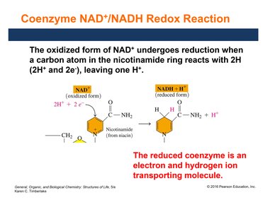 NAD+/NADH redox reaction