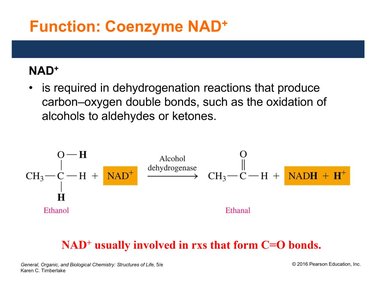 Function of NAD+ in oxidation reactions