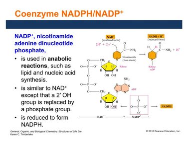 NADP+/NADPH structure and function