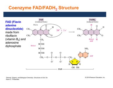 FAD/FADH2 structure