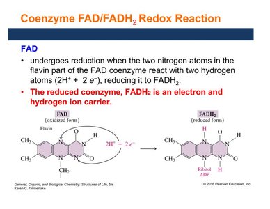 FAD/FADH2 redox reaction