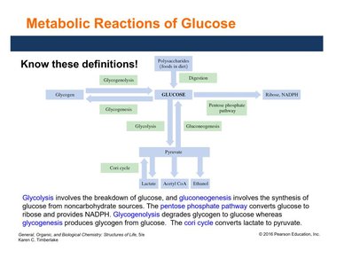 Metabolic reactions of glucose