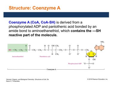 Structure of Coenzyme A