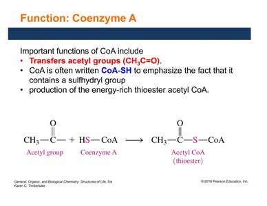 Function of Coenzyme A
