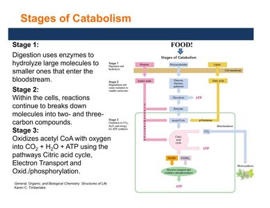 Stages of catabolism