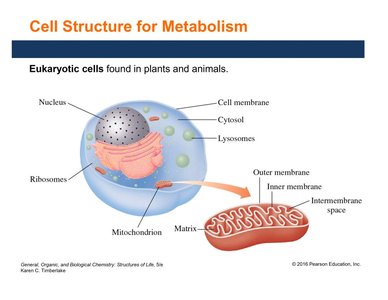 Eukaryotic cell structure for metabolism