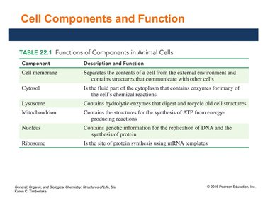 Table of cell components and functions