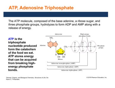 Structure of ATP