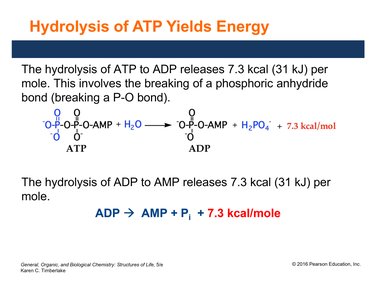 Hydrolysis of ATP yields energy