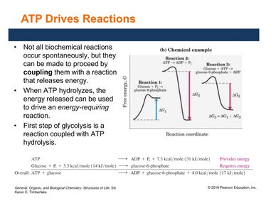 ATP drives reactions by coupling