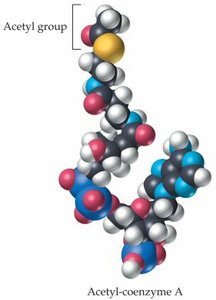 Structure of acetyl-coenzyme A