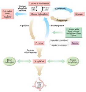 Overview diagram of glucose metabolism pathways