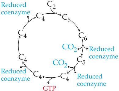 Citric acid cycle diagram