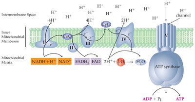 Electron transport chain and ATP synthase