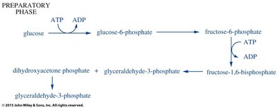Glycolytic pathway diagram
