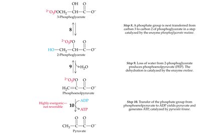 Structures of D-fructose, D-galactose, and D-mannose from food sources