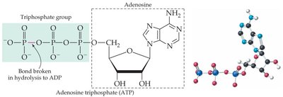 Structure of ATP and its hydrolysis
