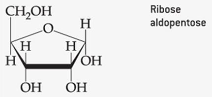 Structure of ribose, a pentose sugar