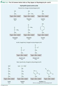 Table of polar, acidic, and basic amino acids