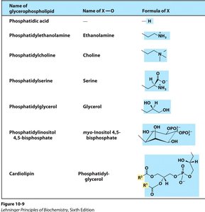 Glycerophospholipid head group substituents