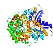 Protein structure with peptide bonds