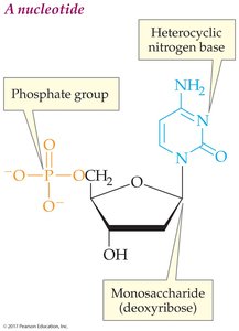 Nucleotide structure with phosphate group