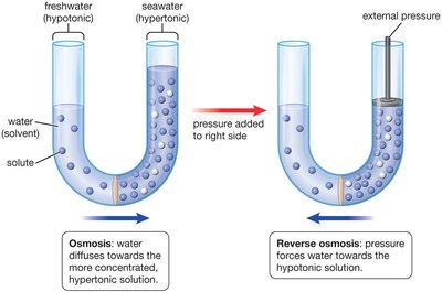 Osmosis and reverse osmosis in U-tube apparatus
