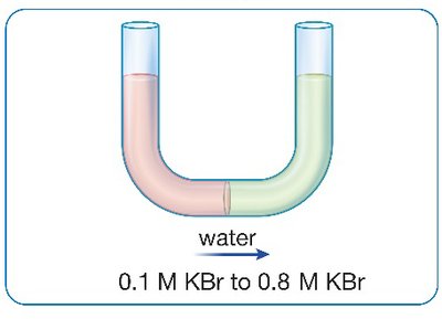 Osmosis: water moves from 0.1 M KBr to 0.8 M KBr