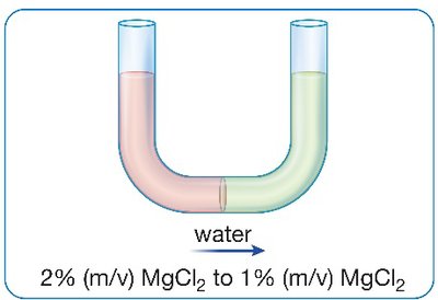 Reverse osmosis: water moves from 2% MgCl2 to 1% MgCl2