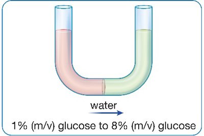 Osmosis: water moves from 1% glucose to 8% glucose