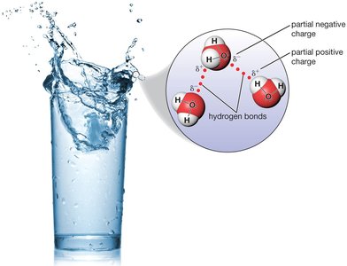 Water molecules showing hydrogen bonding and partial charges