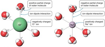 Ion-dipole interactions between water and Na+ and Cl- ions