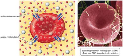 Osmosis in red blood cells