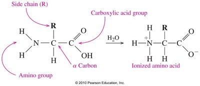 General structure of an amino acid and its ionized form